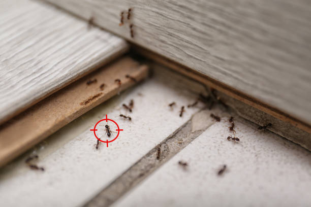 Best Commercial Pest Control Services  in Falmouth Foreside, ME