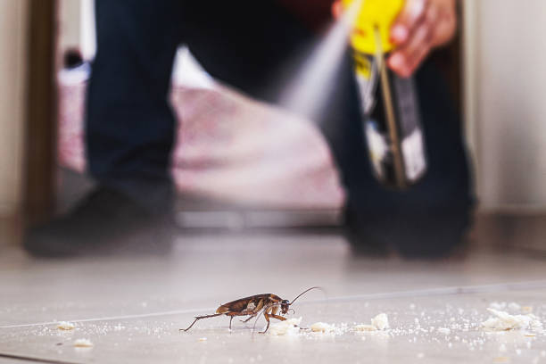 Best Ant Control Services  in Falmouth Foreside, ME